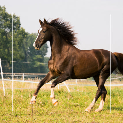 Horse Feed & SuppliesA running horse