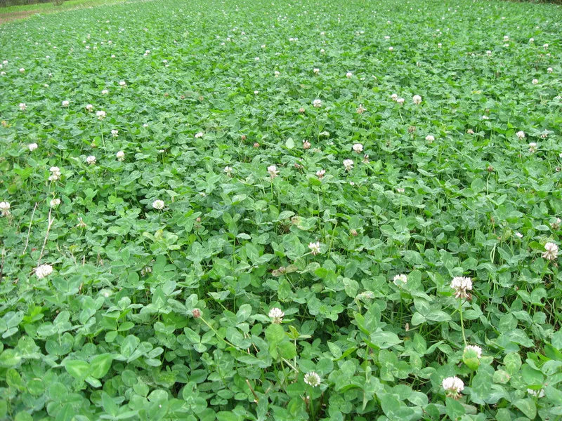 Frost Seeding White Clover