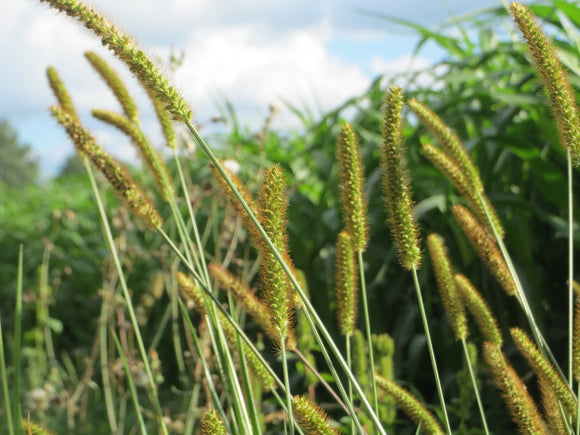 Foxtail! Foxtail! Foxtail!