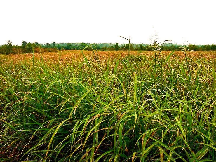 CAUTION!  Fall Johnson Grass Grazing & Cutting