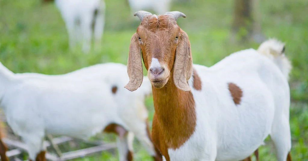 Evaluating Body Condition in Your Goat Herd