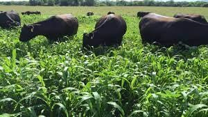 Forage Maintenance in Northeast Georgia:  July & August Highlights
