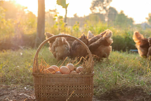 Why Your Hens Stop Laying (and How Nutrition Helps)