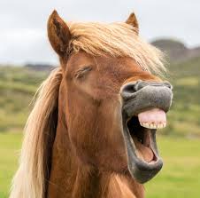 EQUINE FORUM -- JUNE 24