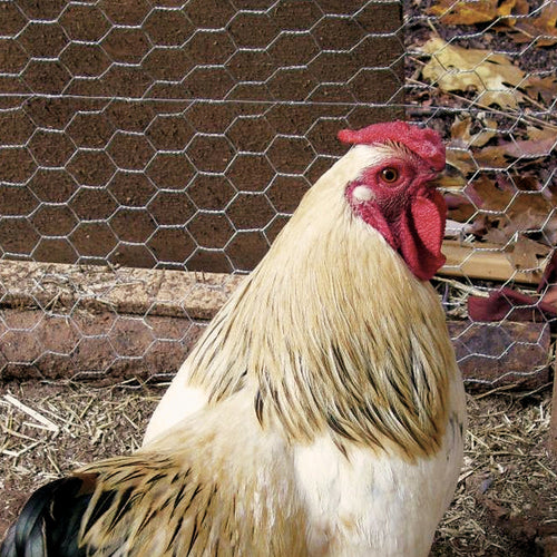 Deacero Poultry Netting Galvanized (2 x 36 x 150')