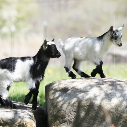 Livestock Feed & SuppliesBaby goats