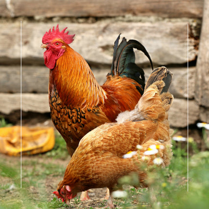 Poultry Feed & SuppliesTwo roosters