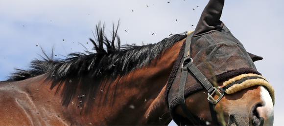 a bay horse wearing a fly mask and shaking his head from flies buzzing all around him