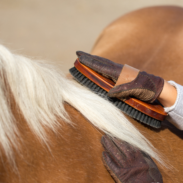 Body brush being used along the withers on a palomino horse 