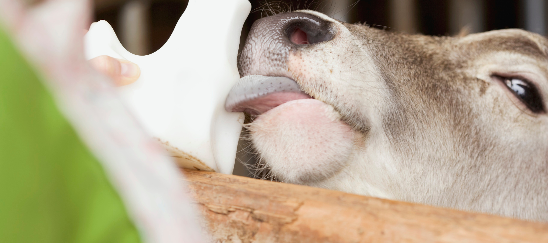 A close up of a cow licking a salt block