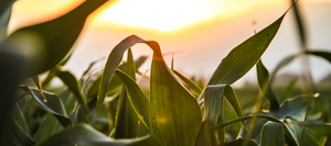 A corn field at sunset