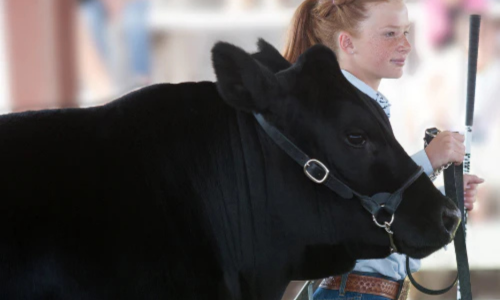 A girl walking a black show bull.