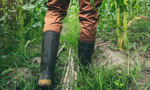 An close up of muck boots, walking through a crop field.