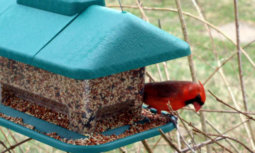 A Cardinal standing on the edge of a blue bird feeder.