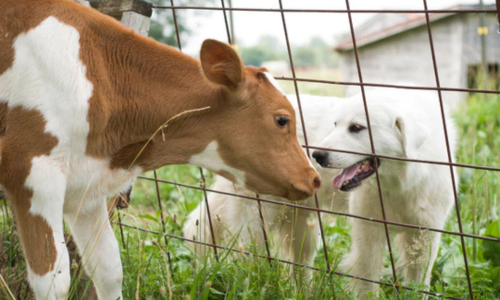 A cow staring at a dog through a wire fence.