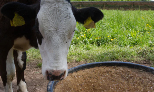 A cow eating out of a bucket of feed.