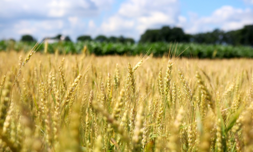 A wheat field on a clear day.