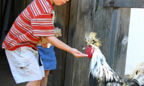 A child feeding a chicken feed by hand.