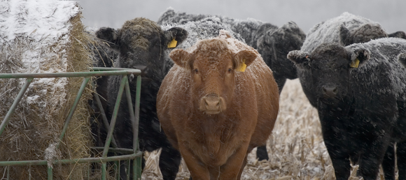 Cows standing in a field with snow