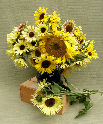 Renee’s Garden Scatter Gardens Heirloom Summer Garden Dancing, Joyous Sunflowers