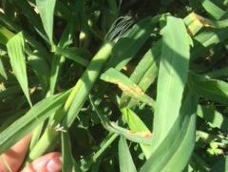 Southeast AgriSeeds Red River Crabgrass