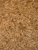 Kentucky 31 Tall Fescue 50 lb